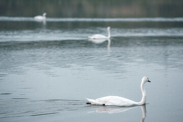 Beautiful white swan on the lake.