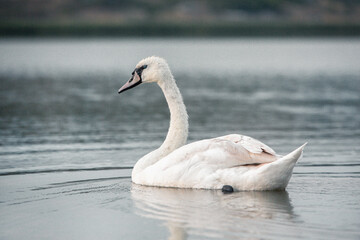 Beautiful white swan on the lake.