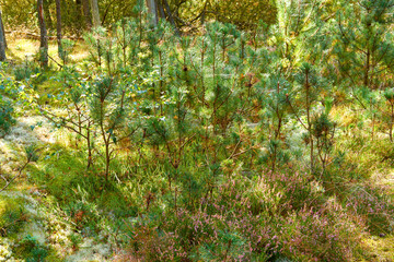 A landscape view of a willow plant in the middle of the forest, surrounded by bush, grass, and leaves. white willow on a sunny day in the field. Group of willow with leaves in the background.