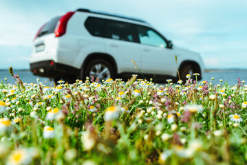 car at seaside at green flower field