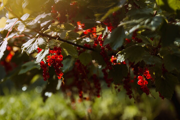 Red currant on a bush branch in the garden at dawn. The glow from the sun. Garden useful summer berry. The concept of healthy eating.  Vitamins and diet.