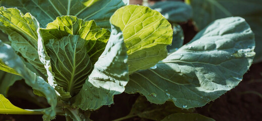 Cabbage, organic vegetable garden without chemicals. Cabbage leaves are tied into a head. Close-up....