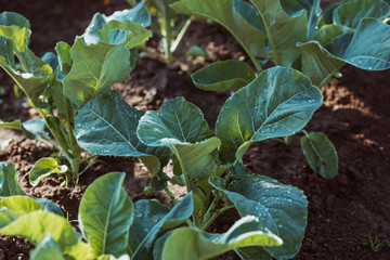 Cabbage, organic vegetable garden without chemicals. Cabbage leaves are tied into a head. Close-up. Formation of cabbage leaves into a head.