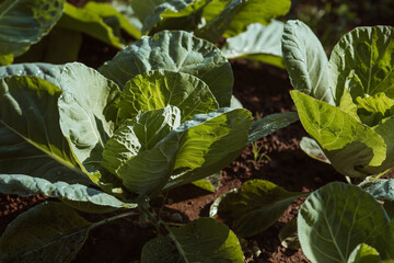 Cabbage, organic vegetable garden without chemicals. Cabbage leaves are tied into a head. Close-up....