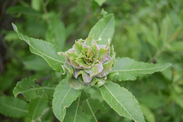 Willow green rose formed by gallica larvae on a summer day