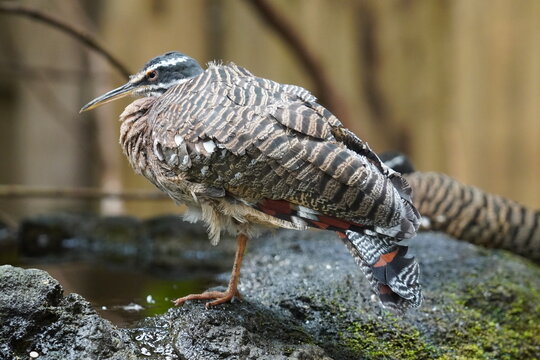 Sunbittern