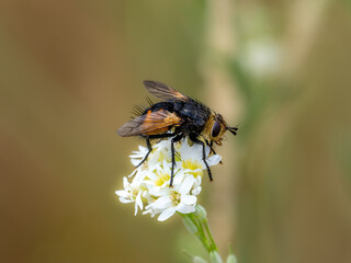 Igelfliege
