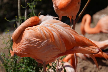 Fototapeta premium American flamingo