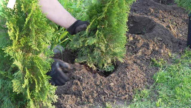 Planting thuya tree. Gardening concept. Seasonal work in the garden. Decorative young thuja.