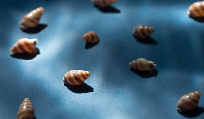 Seashells with underwater shadows on the blue background close up macro