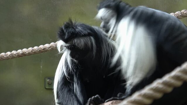 Angolan colobus (Colobus angolensis). Black and white colobus monkeys