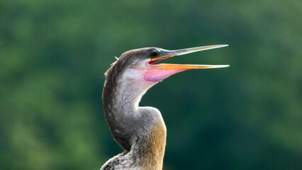 Wild Female Anhinga Bird Singing in the Trees