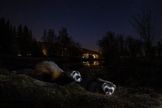 polecat