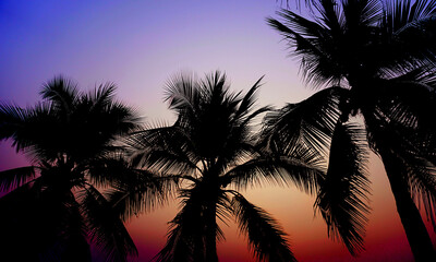 Coconut tree silhouette with twilight sky background
