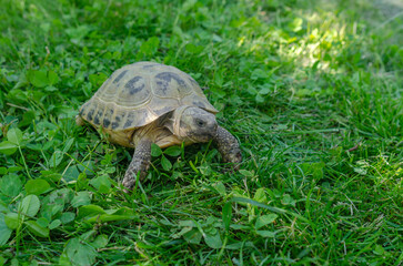 Turtle in the grass. Terrestrial spotted brown turtle among green plants in the garden.