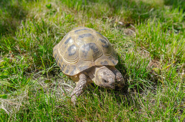 Land small turtle among the mown dry grass. Turtle in nature.
