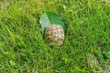 Shell of a tiny turtle on a green leaf among the grass in the garden. The turtle hid in her hut.