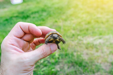 Tiny baby turtle in male fingers. Care for turtles, amphibian breeding.