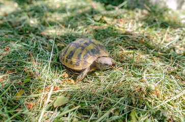 The sun's rays illuminate the turtle. Land small turtle among the mown dry grass. Turtle in nature.