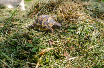 Land small turtle among the mown dry grass. Turtle in nature. Selective focus.
