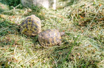 Little pets on a turtle farm. Breeding and care of amphibians. Spotted land turtles.