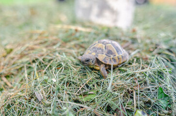 Turtle in nature.  Land small turtle among the mown dry grass. Selective focus.