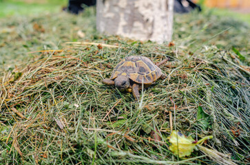 Land small turtle among the mown dry grass. Turtle in nature. Selective focus.
