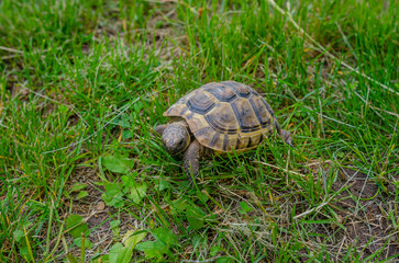 The sunlit tortoise slowly moves its paws on the green grass. Bright summer landscape.
