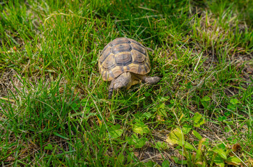 The sunlit tortoise slowly moves its paws on the green grass. Bright summer landscape.