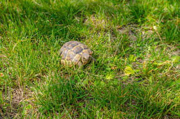 The sunlit tortoise slowly moves its paws on the green grass. Bright summer landscape.
