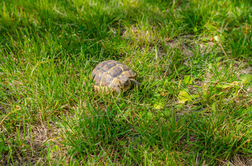 The sunlit tortoise slowly moves its paws on the green grass. Bright summer landscape.