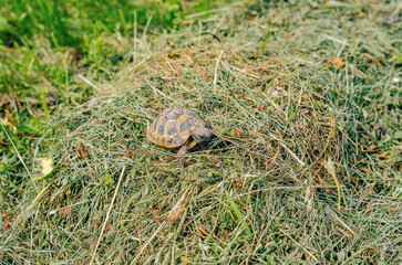 Turtle in the hay. A small land spotted turtle sits on the mown grass.