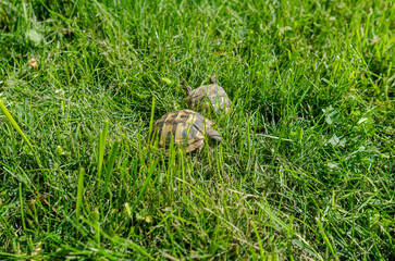 Two turtles on a bright green lawn. Reproduction of turtles.