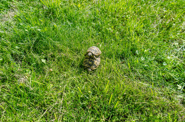 Turtles in the mating season are male and female. Two turtles on a bright green lawn. Reproduction of turtles.
