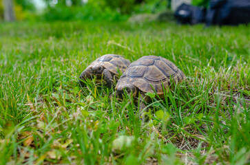 Turtles in the mating season are male and female. Two turtles on a bright green lawn. Reproduction of turtles.