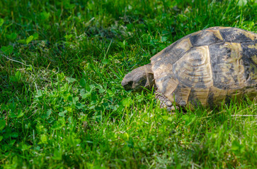 Naklejka premium The turtle eats a green leaf. Turtle in the grass. Terrestrial spotted brown turtle among green plants in the garden. Side view.