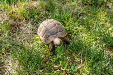 The turtle eats a green leaf. Turtle in the grass. Terrestrial spotted brown turtle among green plants in the meadow.