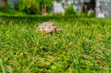 Spotted brown tortoise. Turtles in the park. Summer bright landscape. Selective focus.