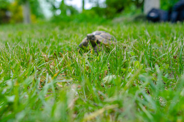 Spotted brown tortoise. Turtles in the park. Summer bright landscape. Selective focus.