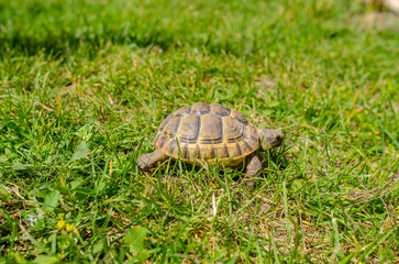 The sunlit tortoise slowly moves its paws on the green grass. Bright summer landscape.
