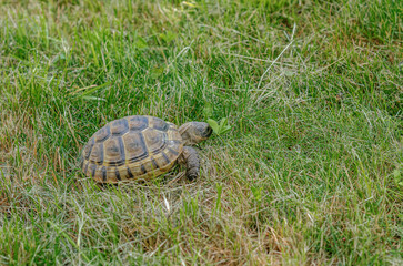 Land small turtle among the mown dry grass. Turtle in nature.