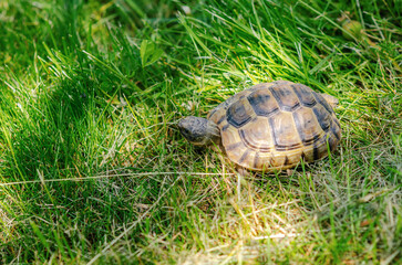 Turtle in nature. The sun's rays illuminate the turtle. Land small turtle among the mown dry grass.