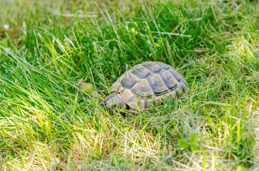 The sun's rays illuminate the turtle. Land small turtle among the mown dry grass. Turtle in nature.