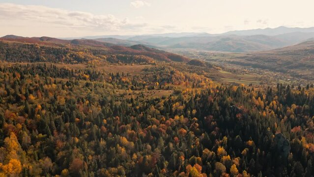 Green, red and yellow pine tree forest on mountain range. Morning mist over hills and meadows. Nature background. Beautiful wild landscape. Summer vacation tourism. Cinematic aerial drone flight