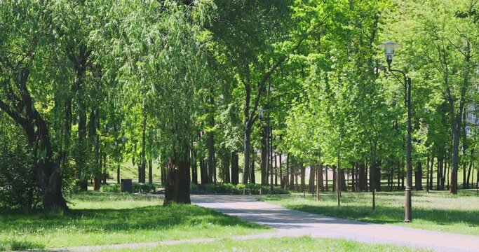 Green city park in summer sunny morning. Static 4k footage. Park with walking paths, green fresh lawn grass, trees wind swaying. Nature in city center. Nobody. Europe natural landscape background
