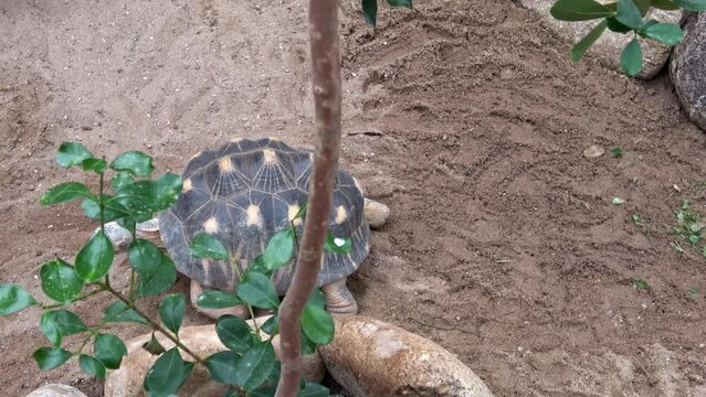 Madakascar tortoise (Pyxis arachnoides).Tortoise is walking on the ground
