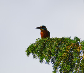 Kingfisher Sat on a tree branch