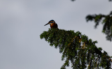 Kingfisher Sat on a tree branch