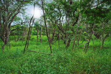 Trees in a lush green rainforest in Hawaii, with the sun peaking through the branches and copyspace. Vibrant landscape of a jungle field or path with copy space. Tropical ecological forest land