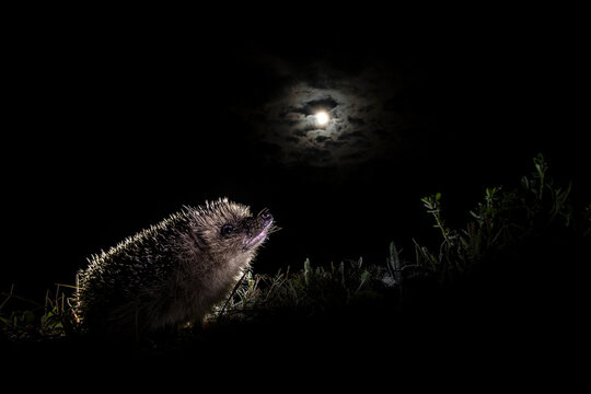 hedgehog
